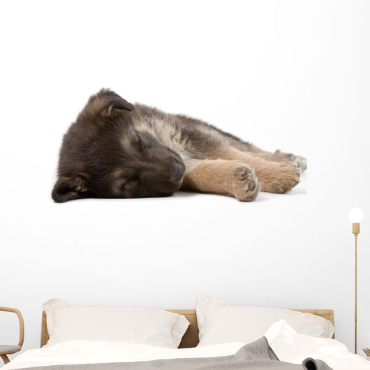 sleeping puppy dog, isolated Wall Decal