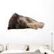 sleeping puppy dog, isolated Wall Decal