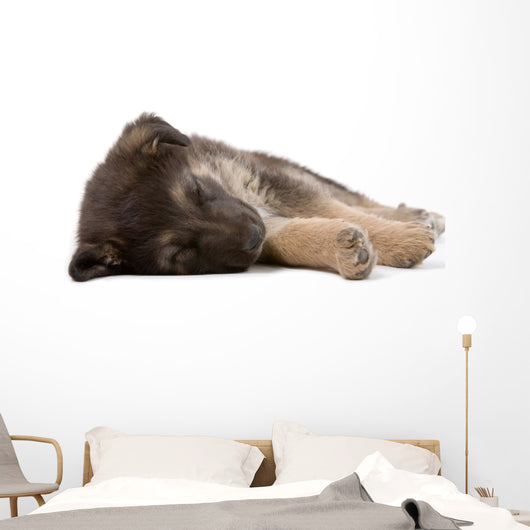 sleeping puppy dog, isolated Wall Decal