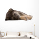 sleeping puppy dog, isolated Wall Decal