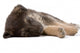 sleeping puppy dog, isolated Wall Decal