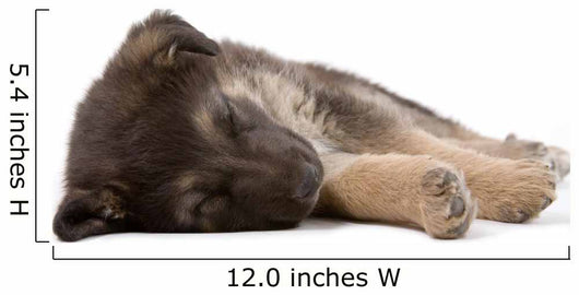 sleeping puppy dog, isolated Wall Decal