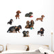 Dachshunds Reunited Different Varieties Wall Mural