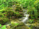 Little Stream Forest Wall Decal