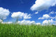 Summer Field with Cloudy Wall Decal