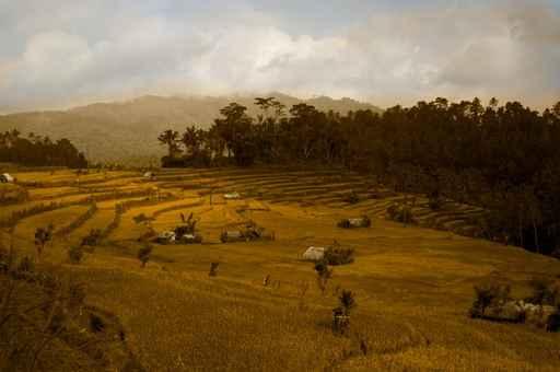 Rice Terraces Landscape Wall Decal