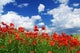 Field Red Poppies with Wall Decal