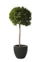 Laurel Plant Spherical Shape Wall Decal