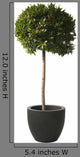 Laurel Plant Spherical Shape Wall Decal