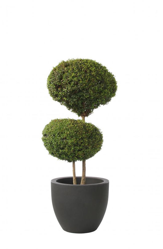 Double Ball-privet Modern Pot Wall Decal