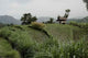 Rice Terraces with Hut Wall Decal