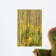 Forest Aspen Trees Colorado