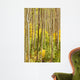 Forest Aspen Trees Colorado