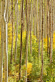 Forest Aspen Trees Colorado
