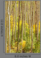 Forest Aspen Trees Colorado