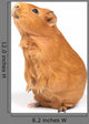 Guinea Pig Bags Wall Decal