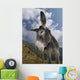 Donkey Equus Africanus Asinus Wall Mural