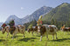 Cattle Drive 2011