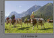 Cattle Drive 2011