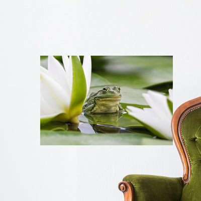 Frog among White Lilies shown on a wall