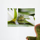 Frog among White Lilies