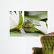 Frog among White Lilies