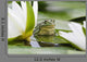 Frog among White Lilies