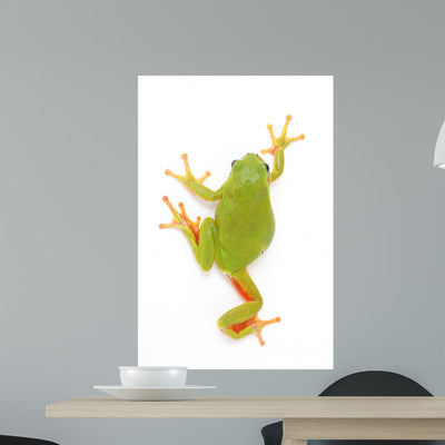 Creeping Tree Frog shown on a wall