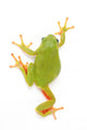 Creeping Tree Frog
