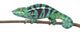 Panther Chameleon Wall Decal