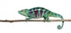 Panther Chameleon Walking Along Stick Wall Decal