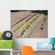 Jardin Potager Campagne Wall Decal