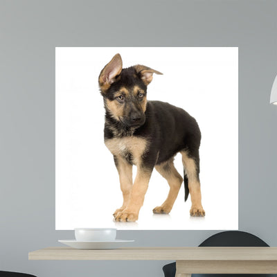 German Shepherd Puppy Standing Wall Decal shown on a wall