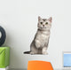British Shorthair Kitten 4 Wall Decal