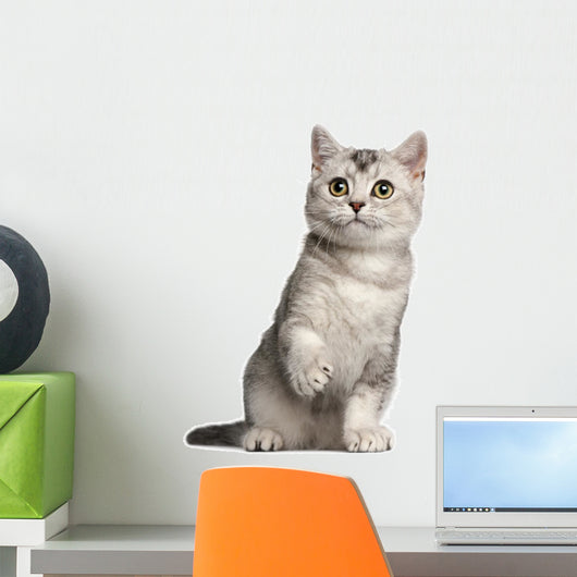 British Shorthair Kitten 4 Wall Decal