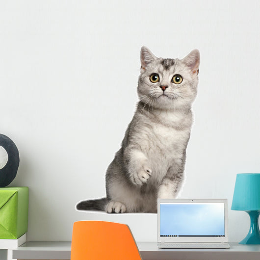 British Shorthair Kitten 4 Wall Decal