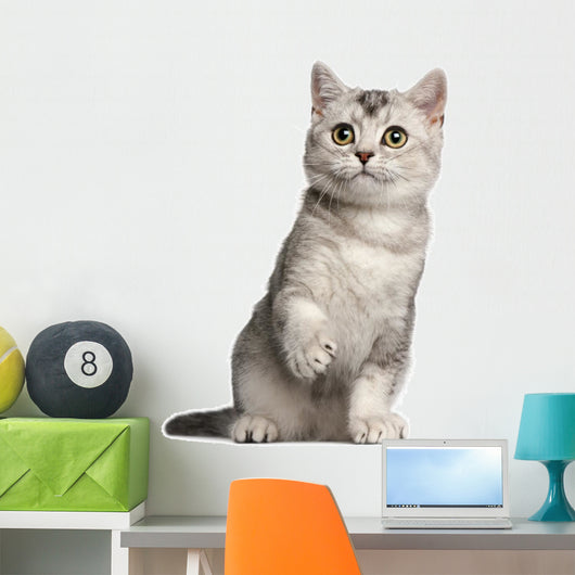 British Shorthair Kitten 4 Wall Decal