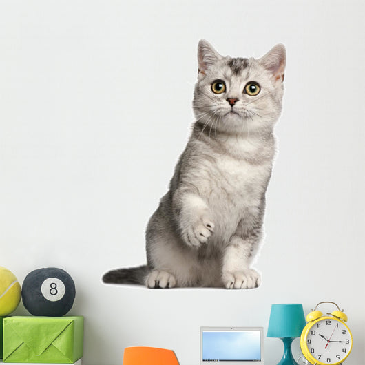 British Shorthair Kitten 4 Wall Decal