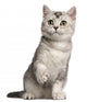 British Shorthair Kitten 4 Wall Decal