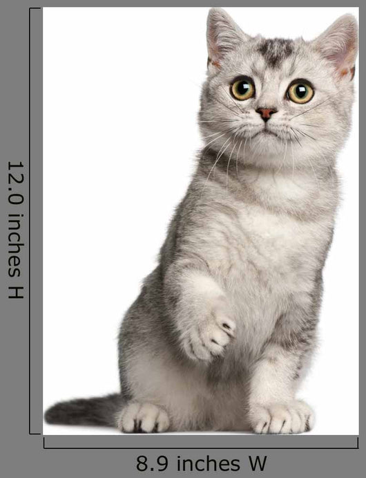 British Shorthair Kitten 4 Wall Decal