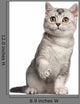 British Shorthair Kitten 4 Wall Decal