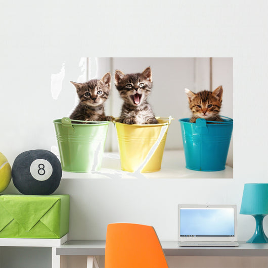 Funny kittens Wall Mural