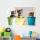 Funny kittens Wall Mural