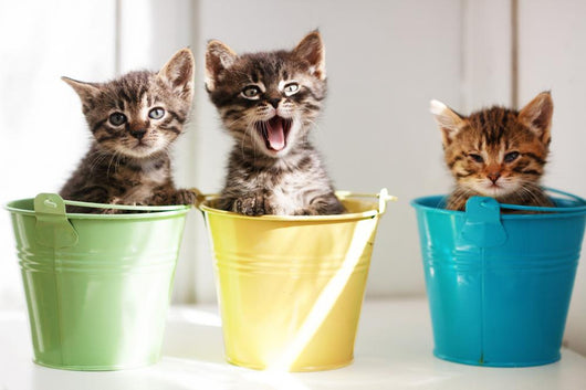 Funny kittens Wall Mural