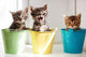 Funny kittens Wall Mural