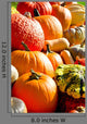 Pumpkins Autumn