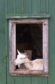 Goat Barn Window