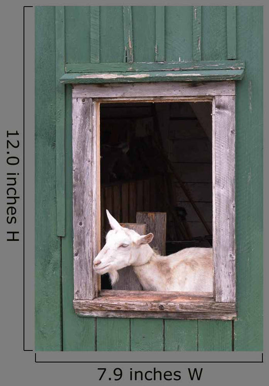 Goat Barn Window