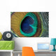 peacock feather closeup Wall Mural