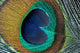 peacock feather closeup Wall Mural